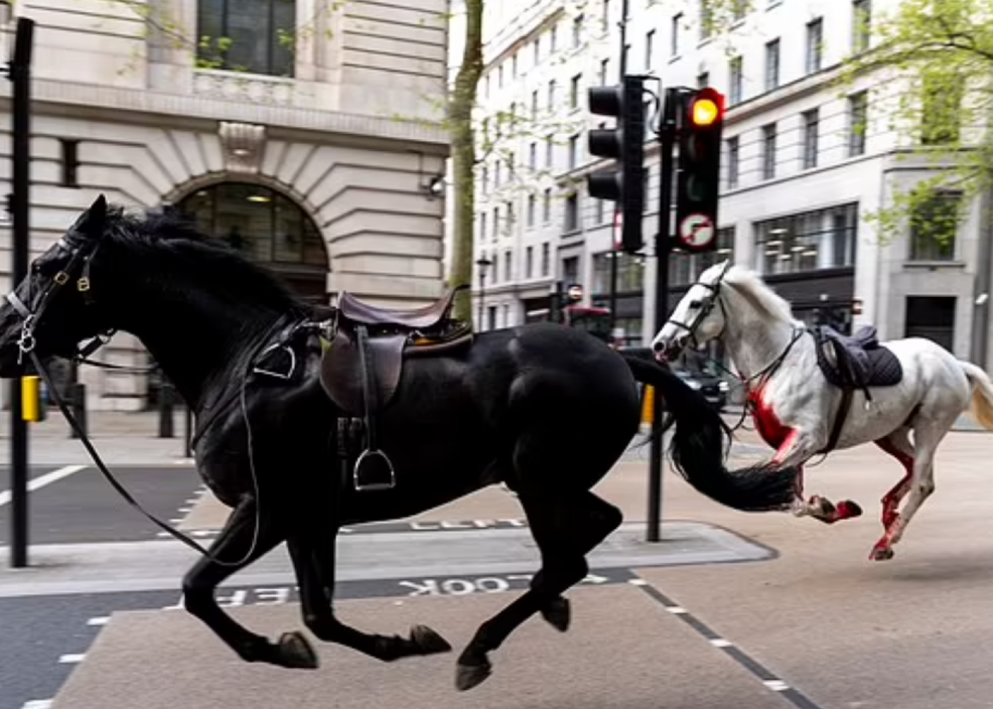 Bukingem Sarayının atları Londonun mərkəzini xaosa çevirdi- VİDEO